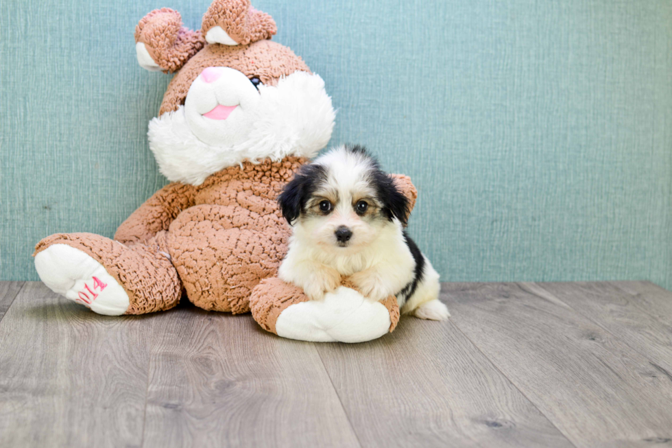 Little Yorkie Designer Puppy