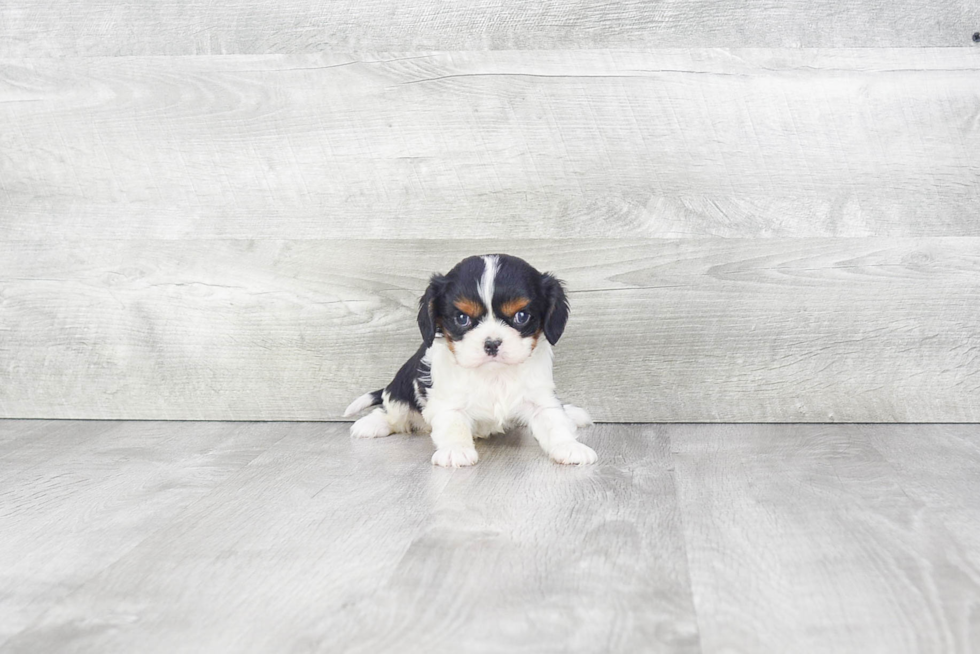 Cute Cavalier King Charles Spaniel Purebred Puppy