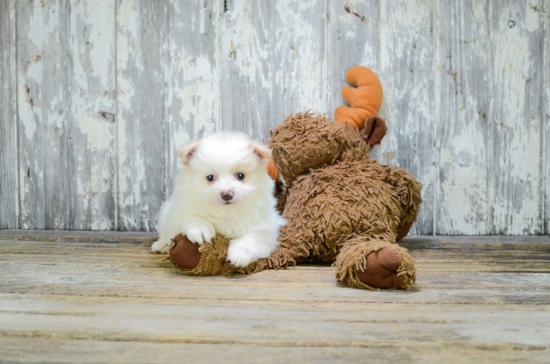 Pomeranian Puppy for Adoption