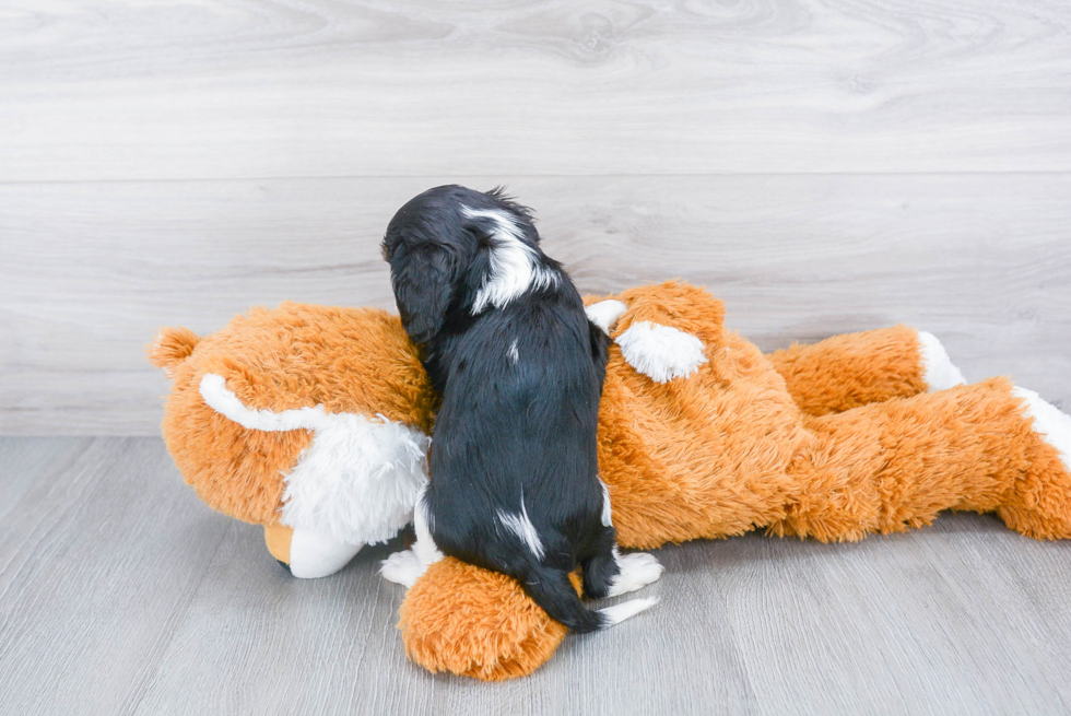 Best Cavalier King Charles Spaniel Baby