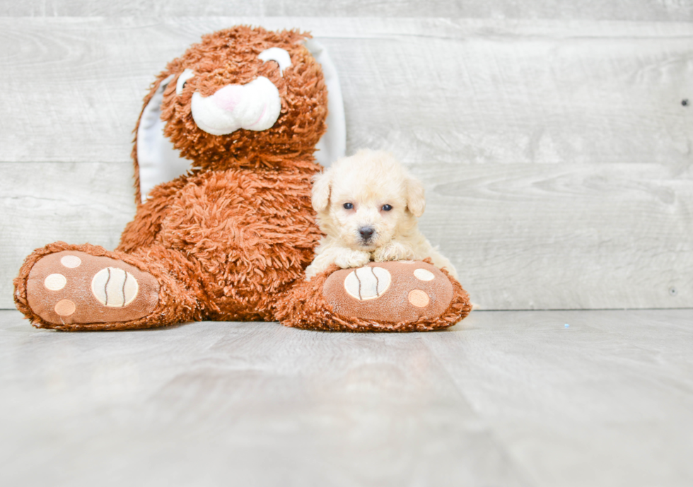 Maltipoo Pup Being Cute