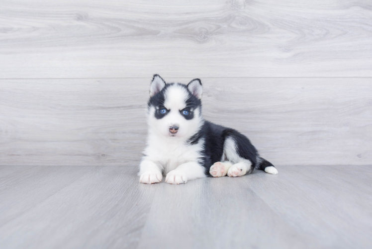 Energetic Mini Husky Designer Puppy