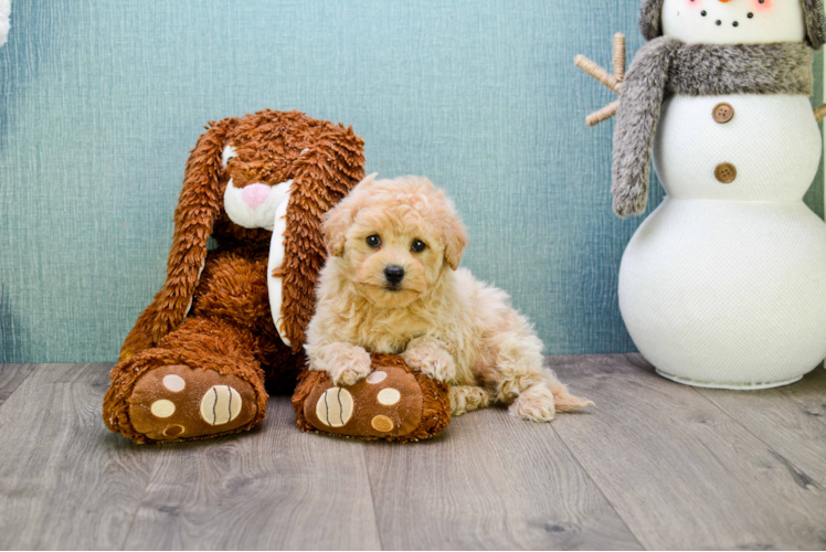 Best Maltipoo Baby