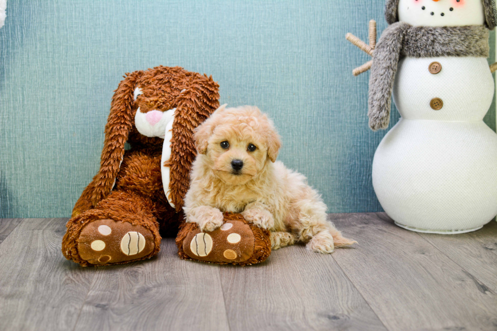 Best Maltipoo Baby