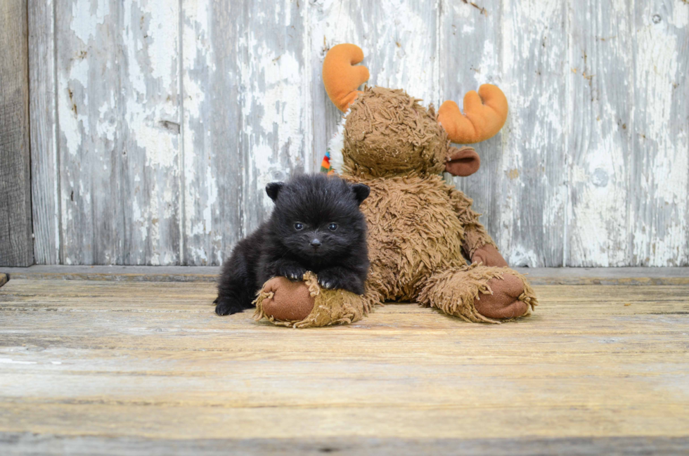 Hypoallergenic Pomeranian Purebred Pup