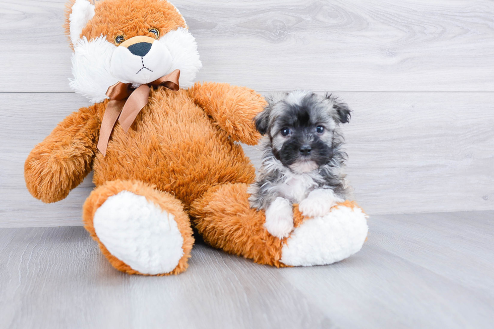 Havanese Pup Being Cute