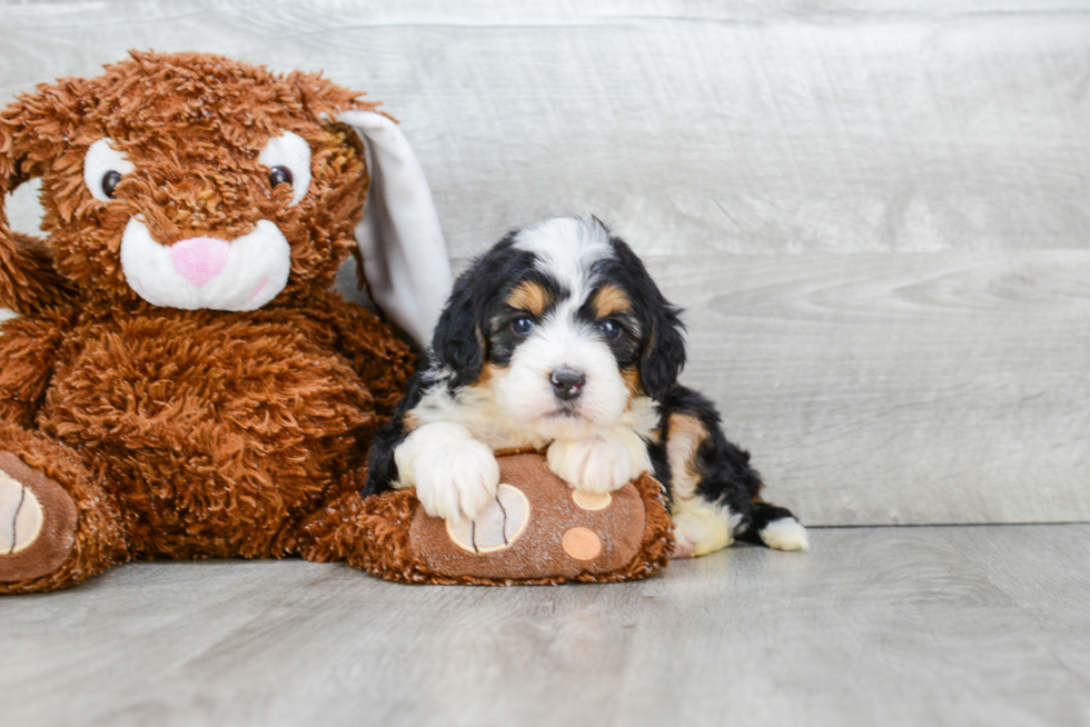 Mini Bernedoodle Pup Being Cute