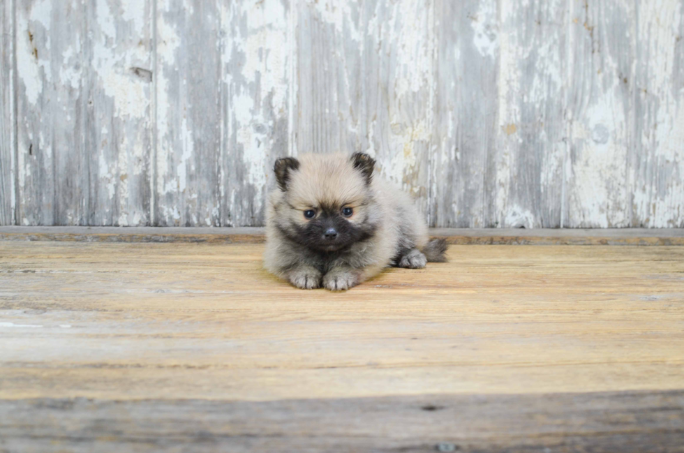 Energetic Pomeranian Purebred Puppy