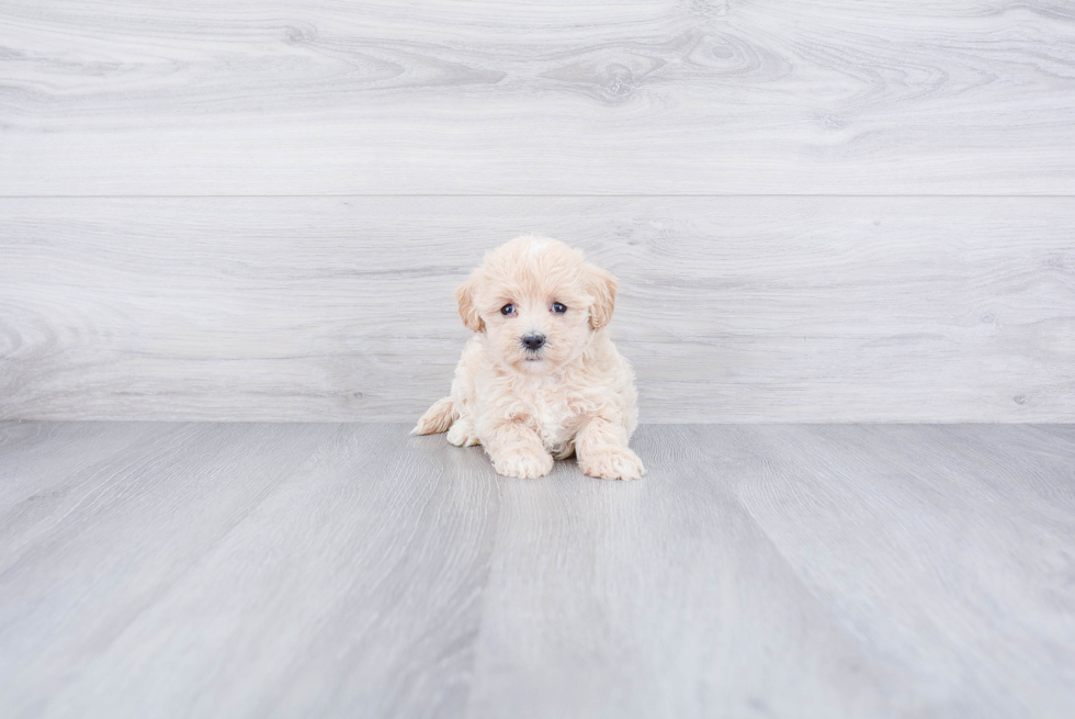 Energetic Maltepoo Poodle Mix Puppy