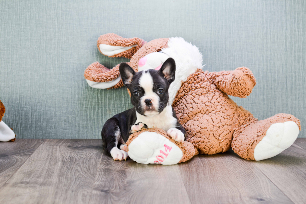 Akc Registered French Bulldog Baby