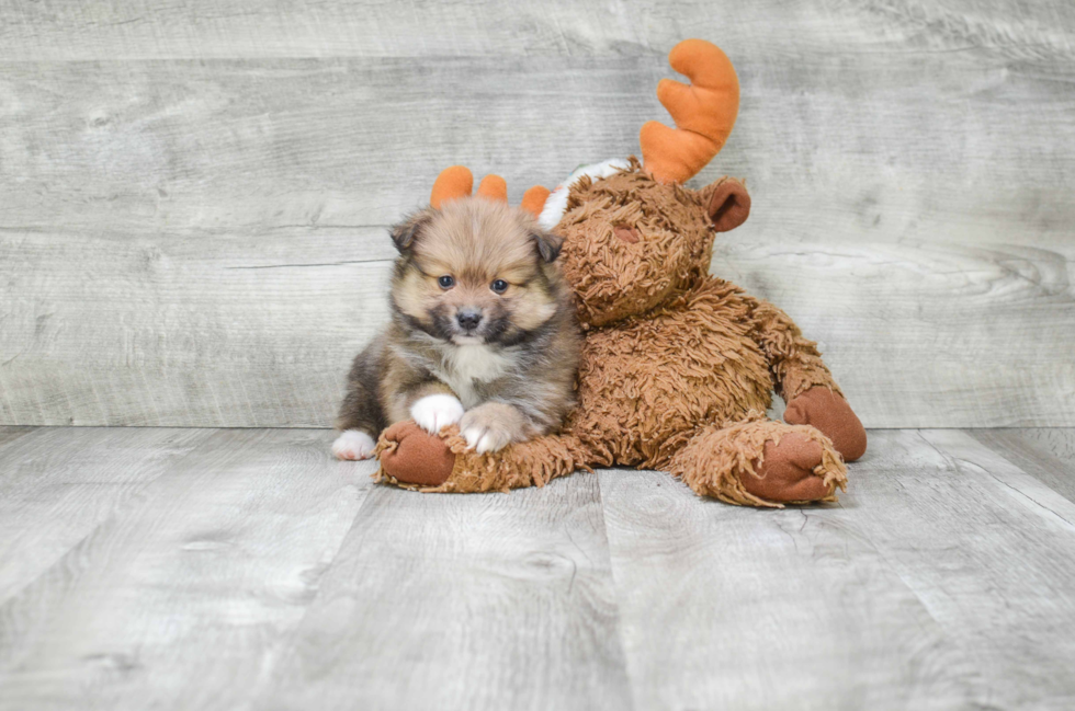 Hypoallergenic Pomeranian Baby