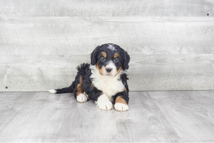 Sweet Mini Bernedoodle Baby