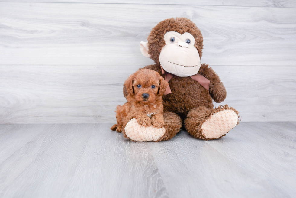 Best Cavapoo Baby