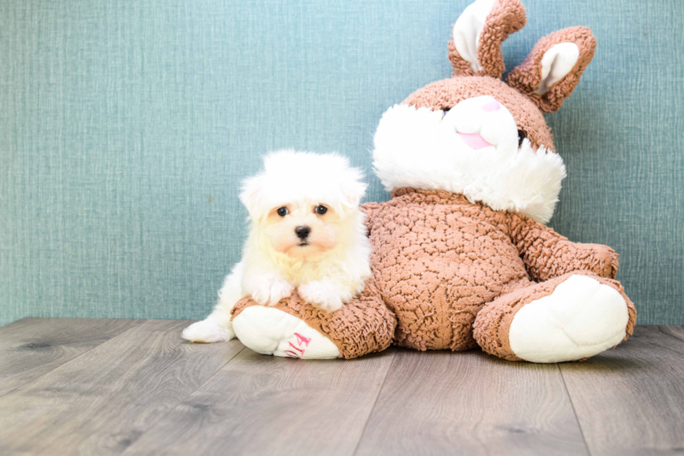 Small Maltese Purebred Pup