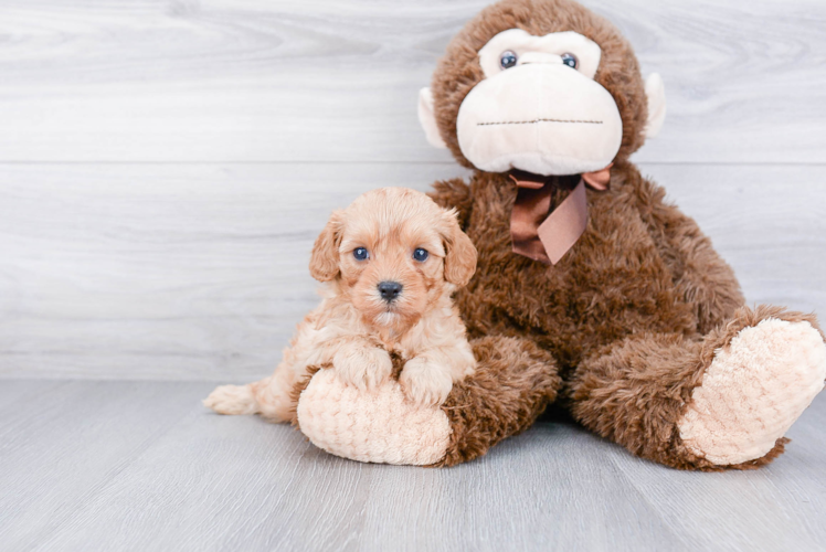 Best Cavapoo Baby