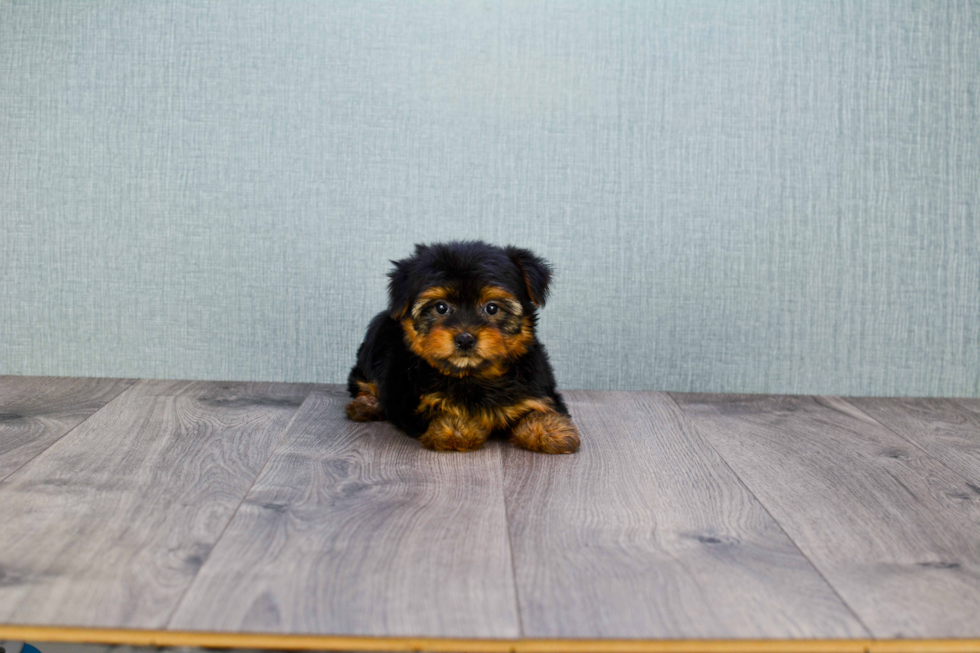 Meet Tracy - our Yorkshire Terrier Puppy Photo 