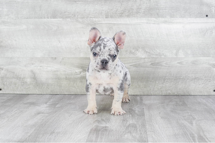 French Bulldog Puppy for Adoption