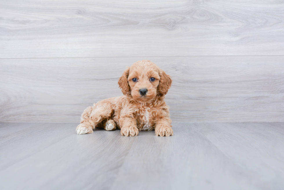 Cockapoo Pup Being Cute