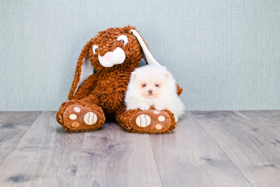 Energetic Pomeranian Purebred Puppy