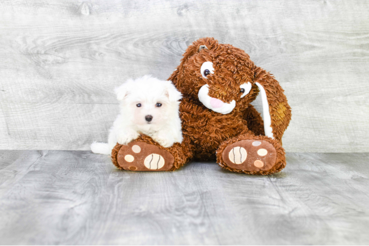 Friendly Maltese Baby