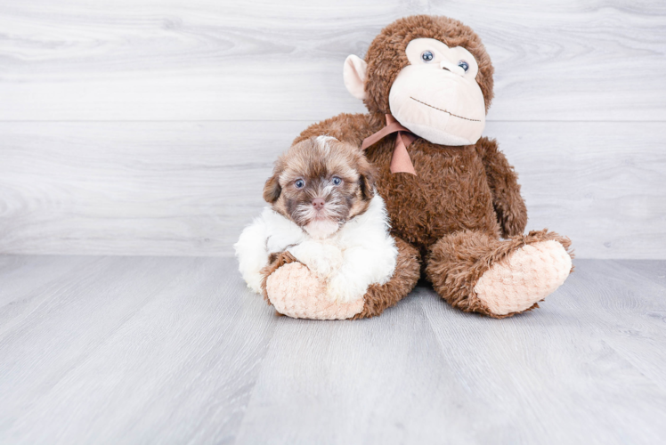 Smart Havanese Purebred Puppy