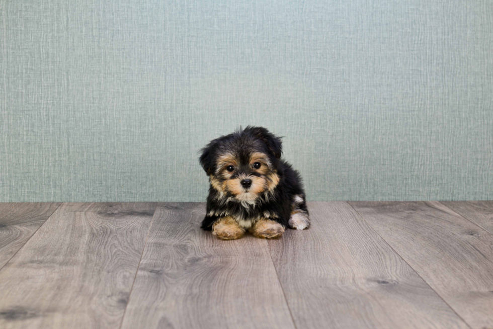 Morkie Puppy for Adoption