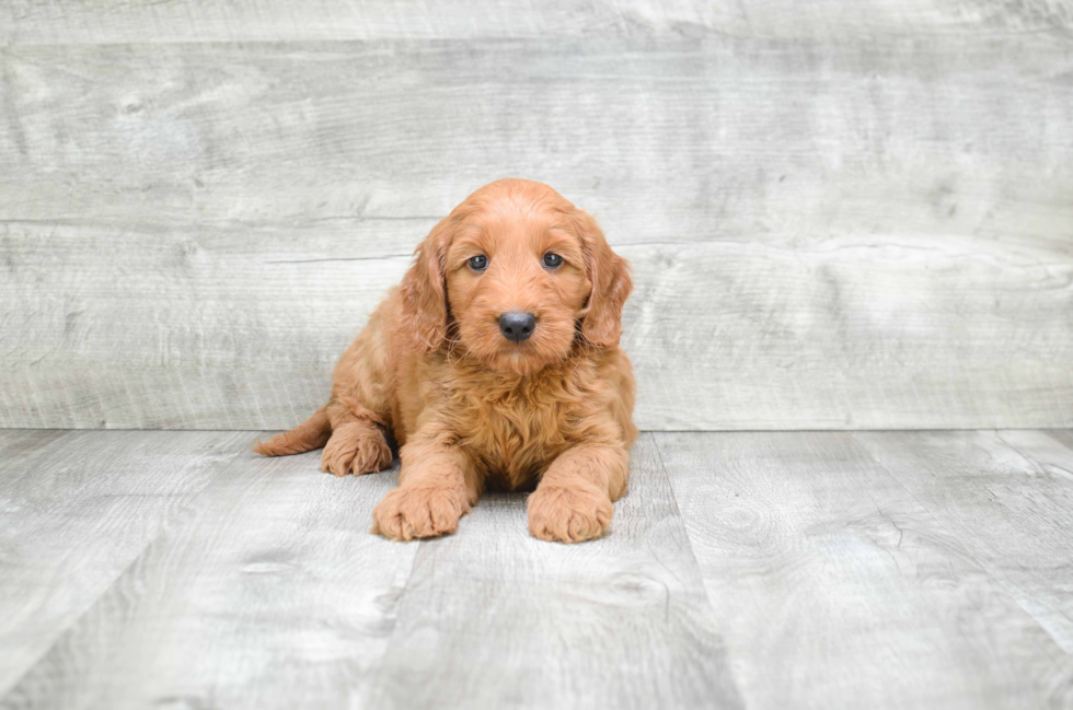 Mini Goldendoodle Pup Being Cute