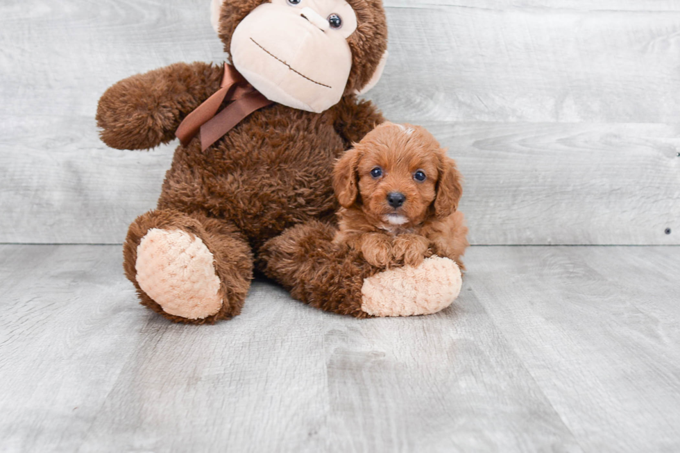 Petite Cavapoo Poodle Mix Pup