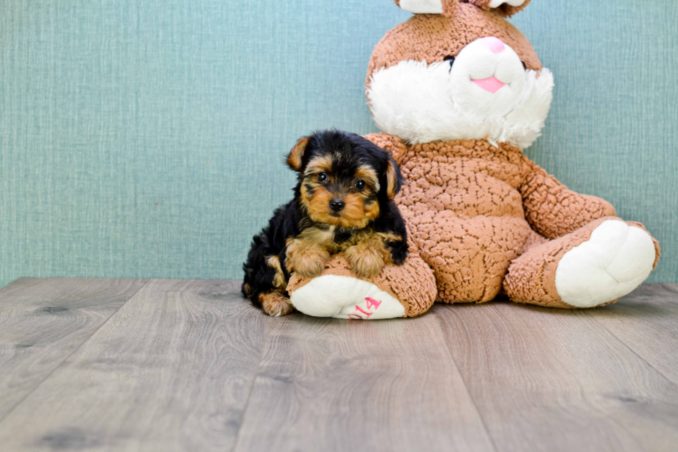 Popular Yorkie Poo Poodle Mix Pup