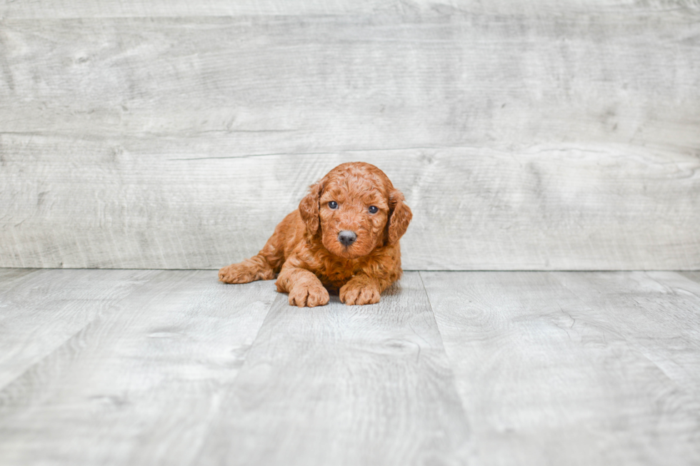 Mini Goldendoodle Pup Being Cute