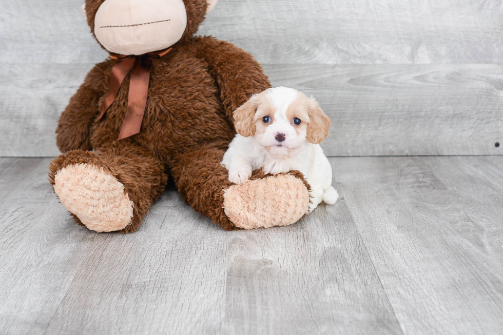 Hypoallergenic Cavoodle Poodle Mix Puppy