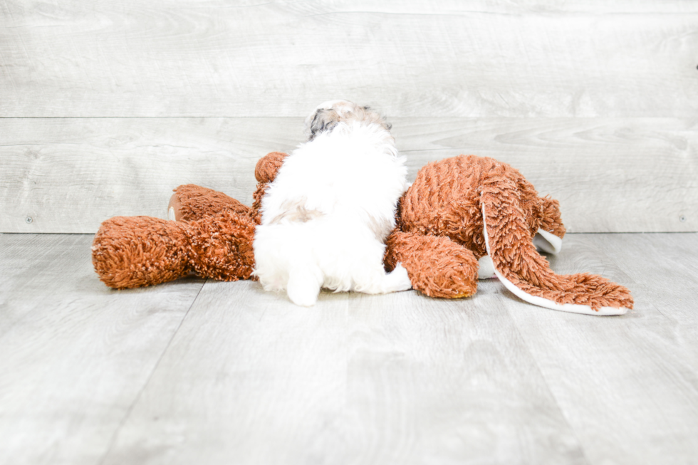 Maltipoo Pup Being Cute