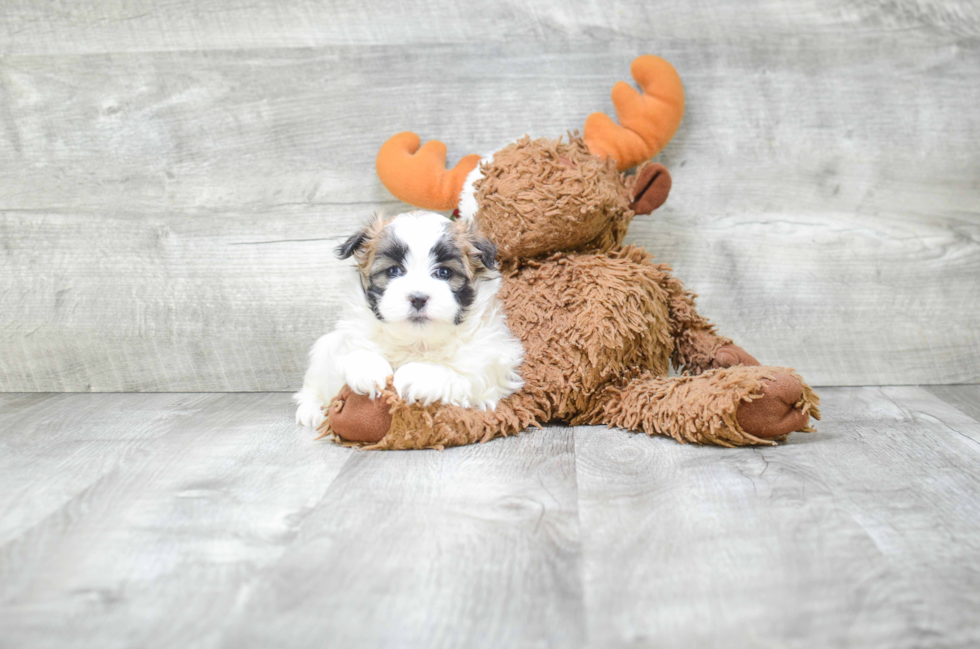 Happy Teddy Bear Baby