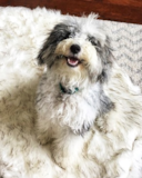 Smart Mini Sheepadoodle Poodle Mix Pup