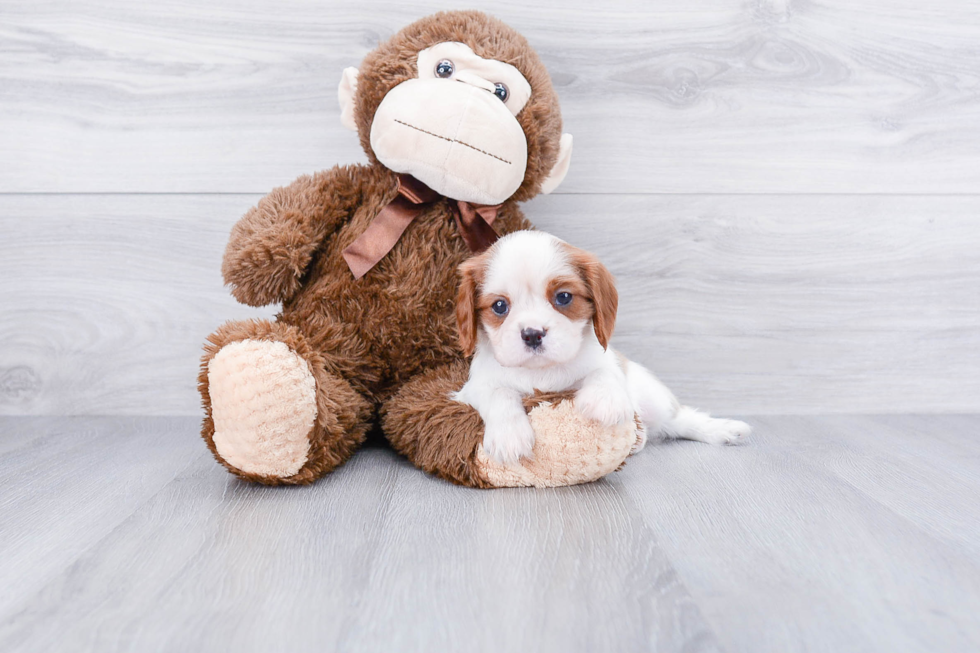 Cavalier King Charles Spaniel Pup Being Cute