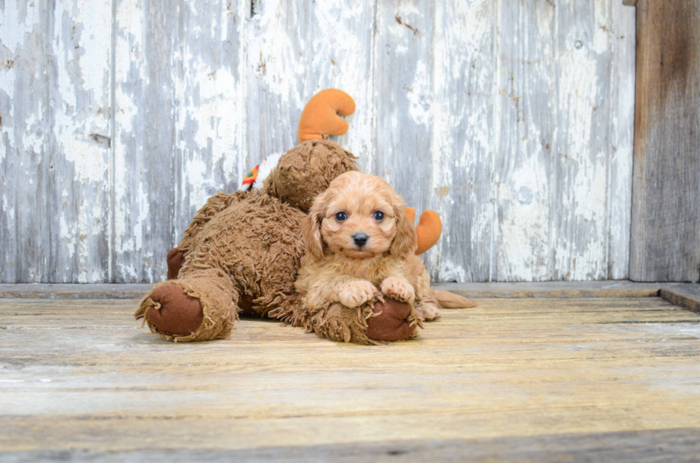 Cavapoo Pup Being Cute