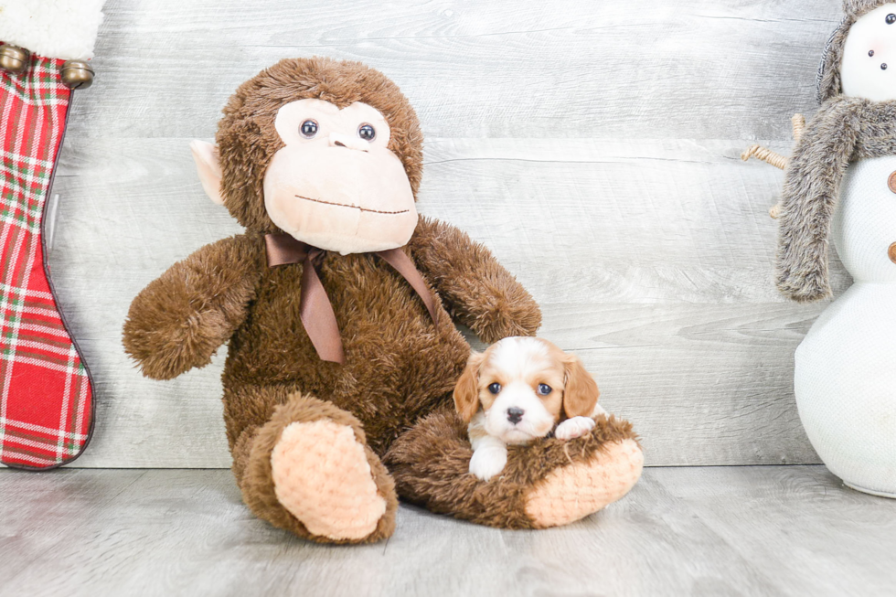 Small Cavalier King Charles Spaniel Baby