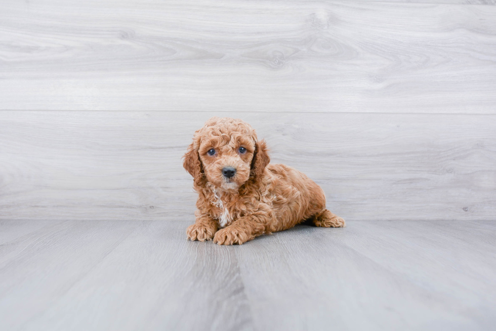 Cockapoo Pup Being Cute