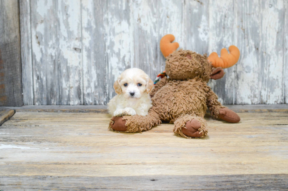 Hypoallergenic Cavalier Designer Puppy