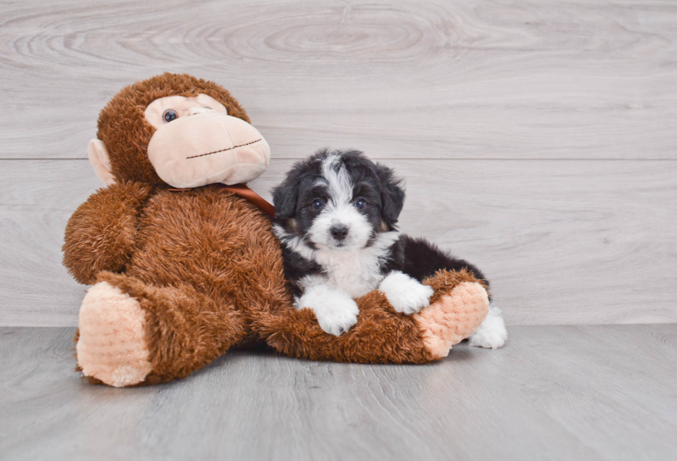 Mini Aussiedoodle Pup Being Cute