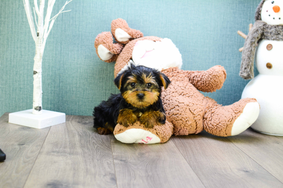 Meet Snickers - our Yorkshire Terrier Puppy Photo 