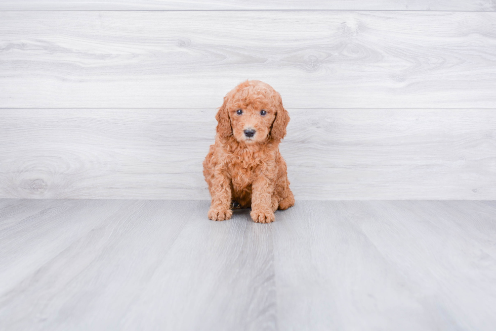 Little Golden Retriever Poodle Mix Puppy