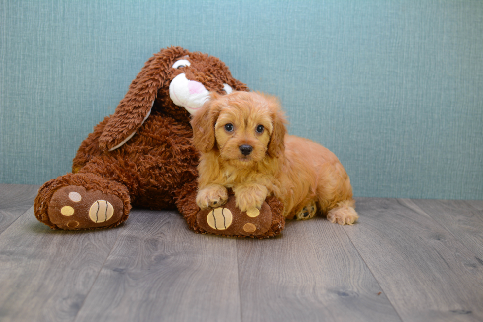 Cavapoo Pup Being Cute