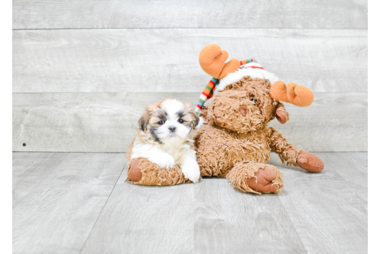 Teddy Bear Pup Being Cute