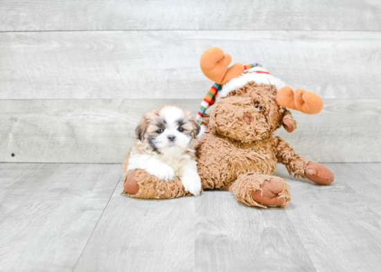 Teddy Bear Pup Being Cute