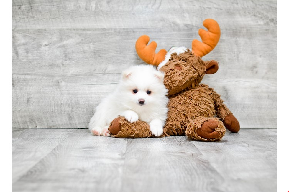 Adorable Pomeranian Purebred Puppy