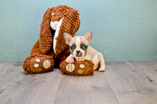 Playful French Bulldog Baby