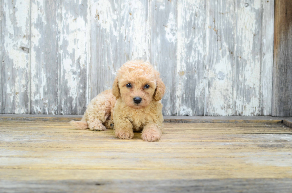 Hypoallergenic Cavoodle Poodle Mix Puppy