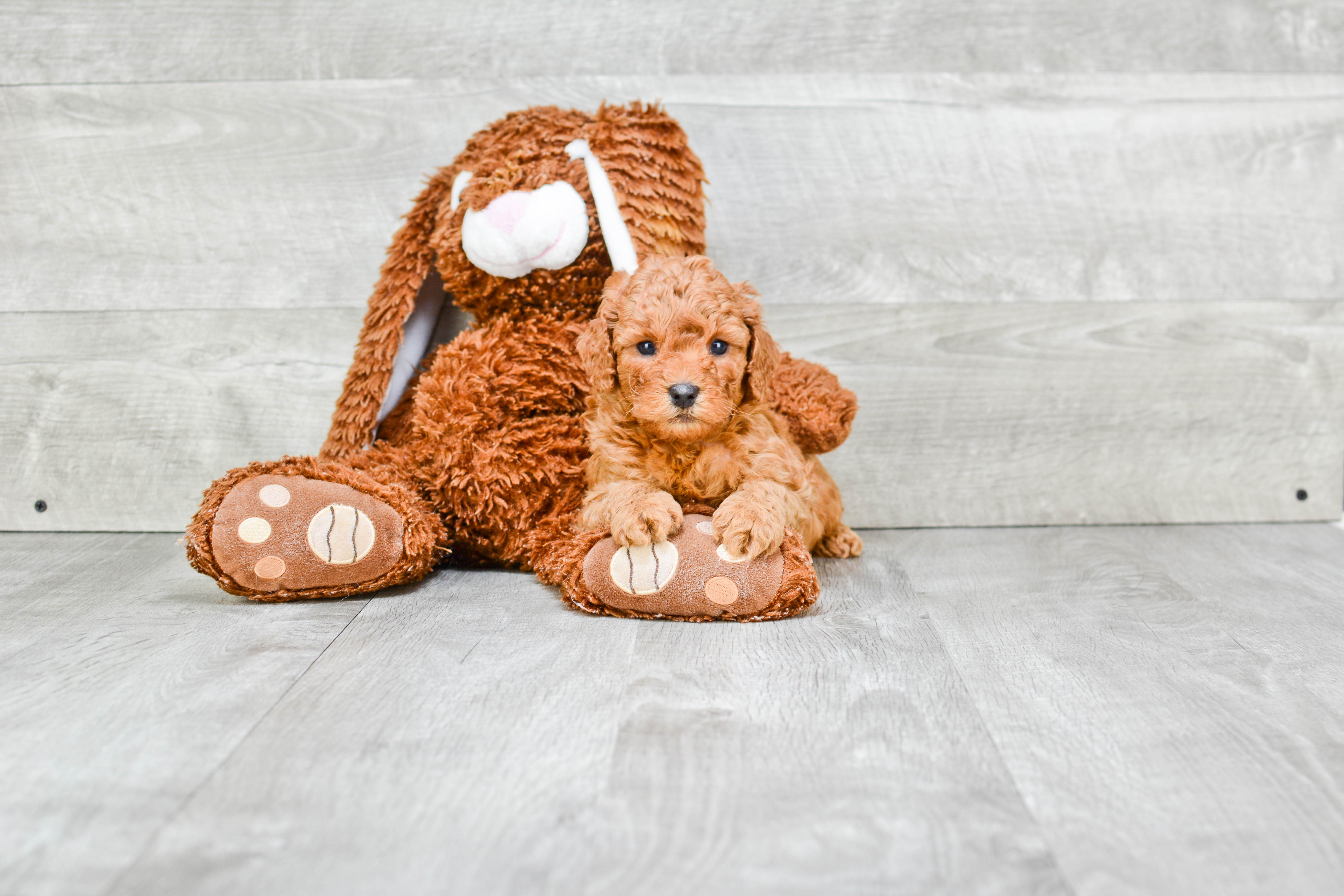 Cavapoo Puppy for Adoption