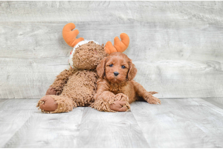 Cockapoo Pup Being Cute